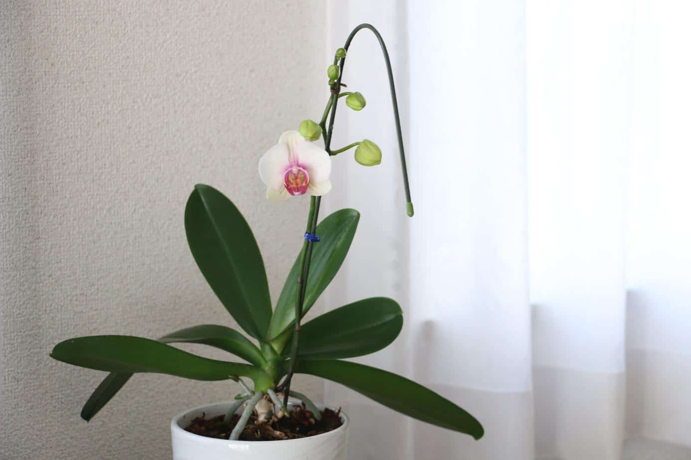 How to care for orchids?