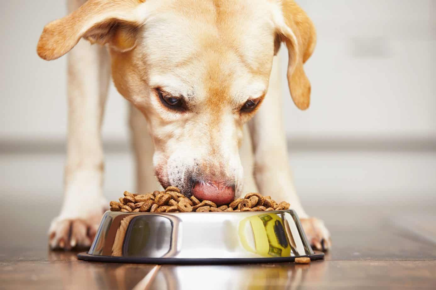 What mistakes to avoid when feeding your dog?