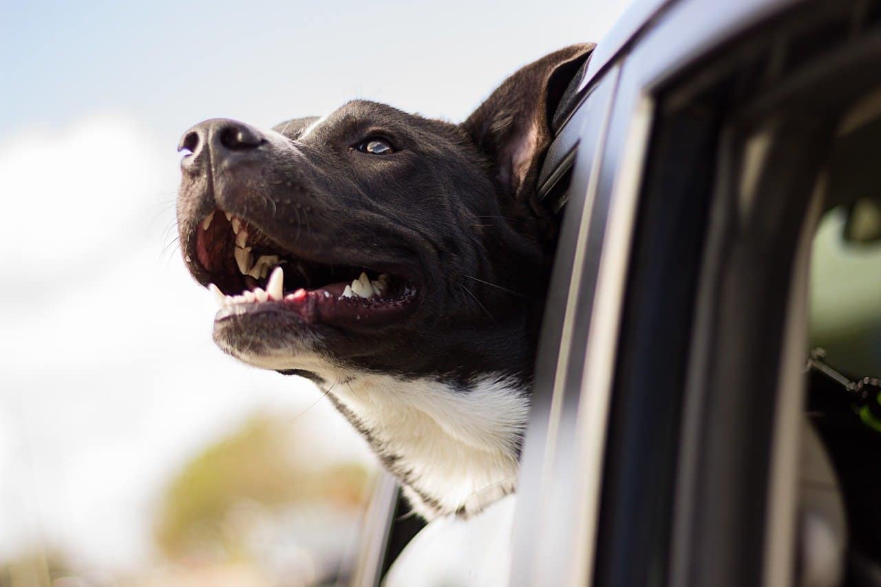 How to travel with your dog? Top tips