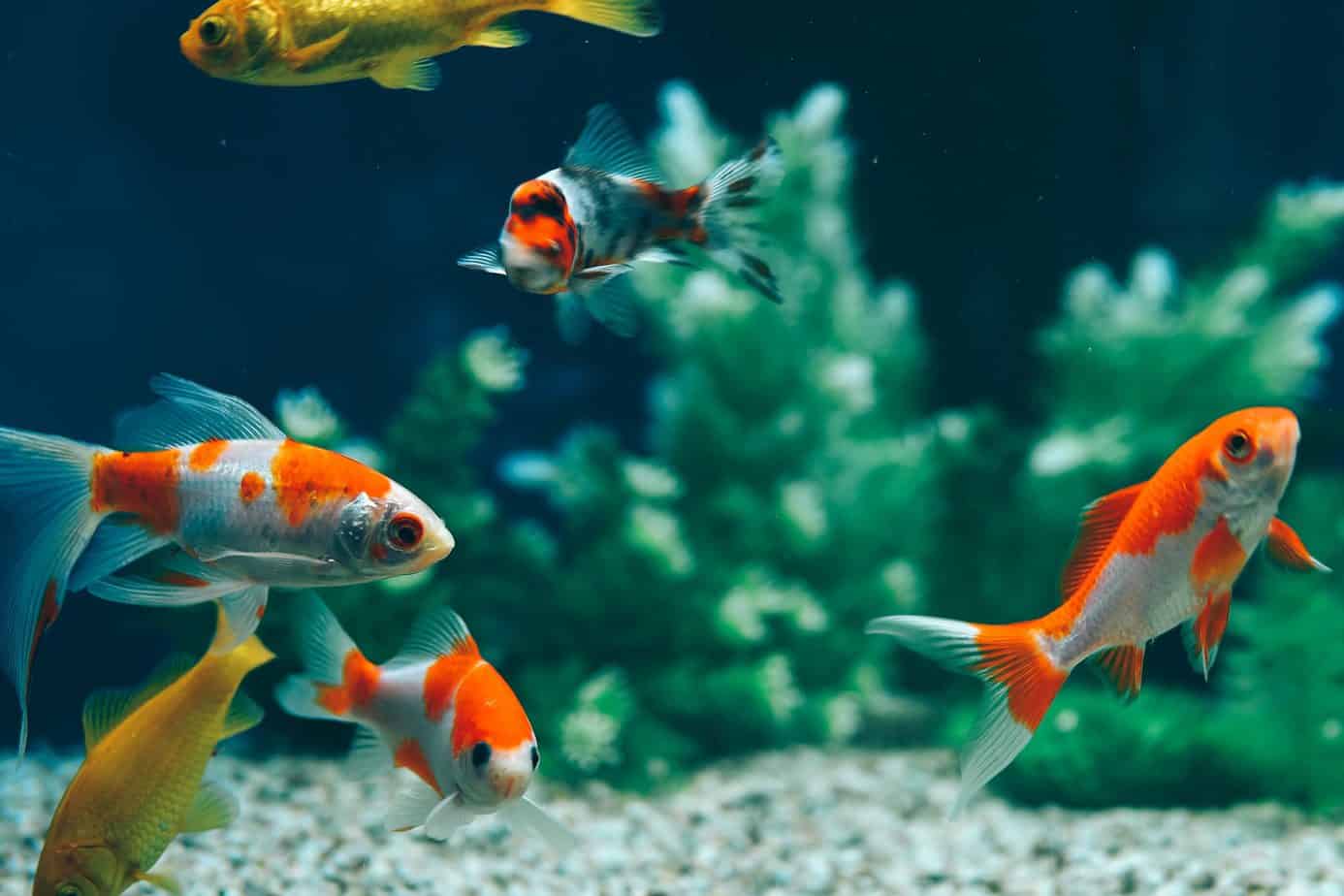 Aquarium fish for beginners – which ones to choose?