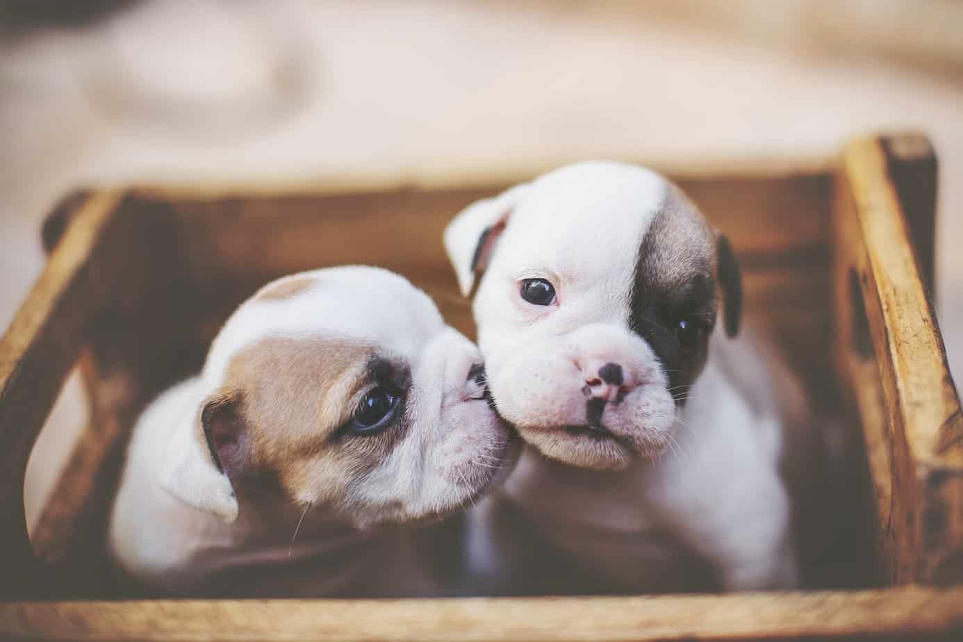 English Bulldog Puppies for Sale: Finding the Right Breeder