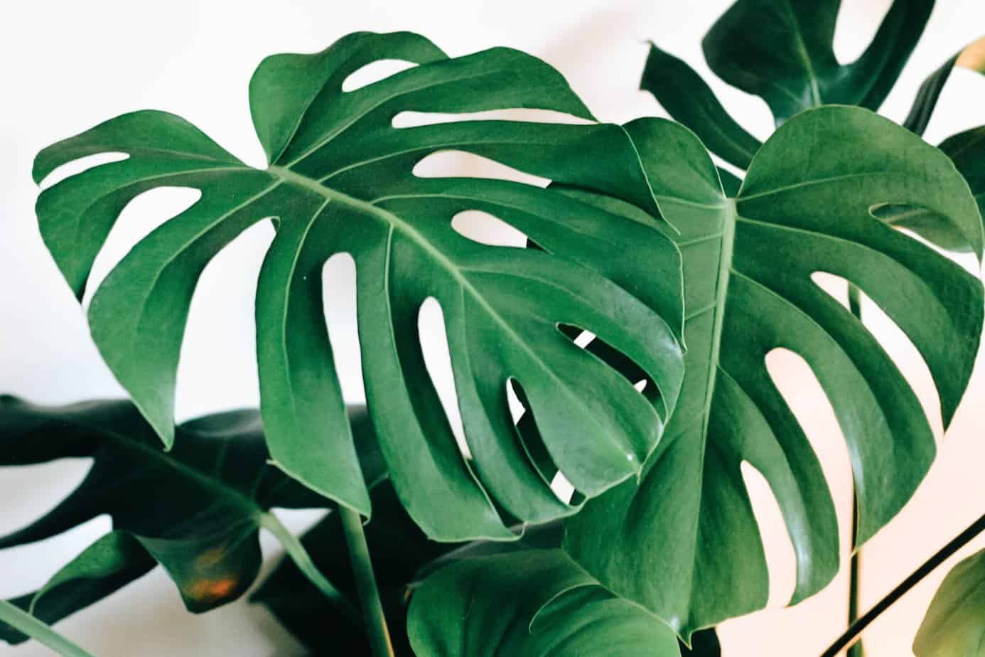 How to care for a monstera?