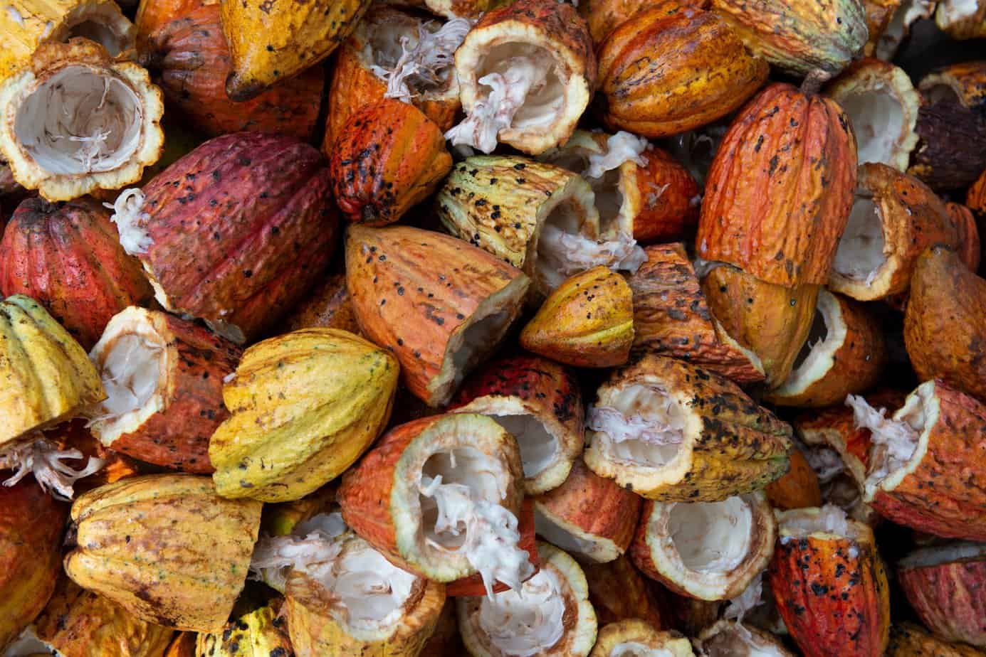 Cacao: The Little Brown Fruit with a Big History