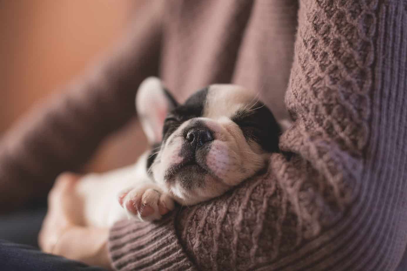 Healthy Food Ideas for Male French Bulldog Puppies