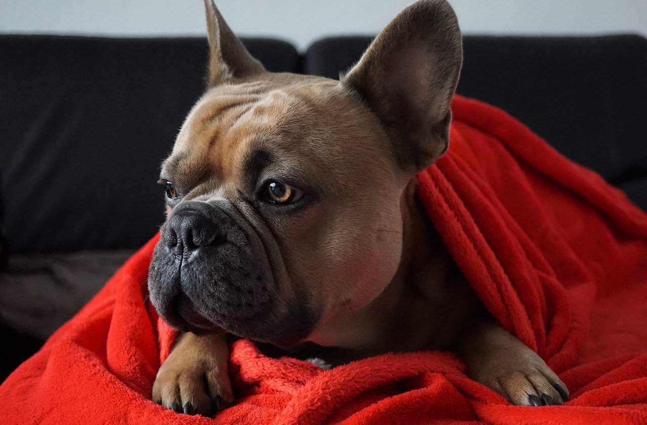 How to Choose the Right Male French Bulldog Puppy for You