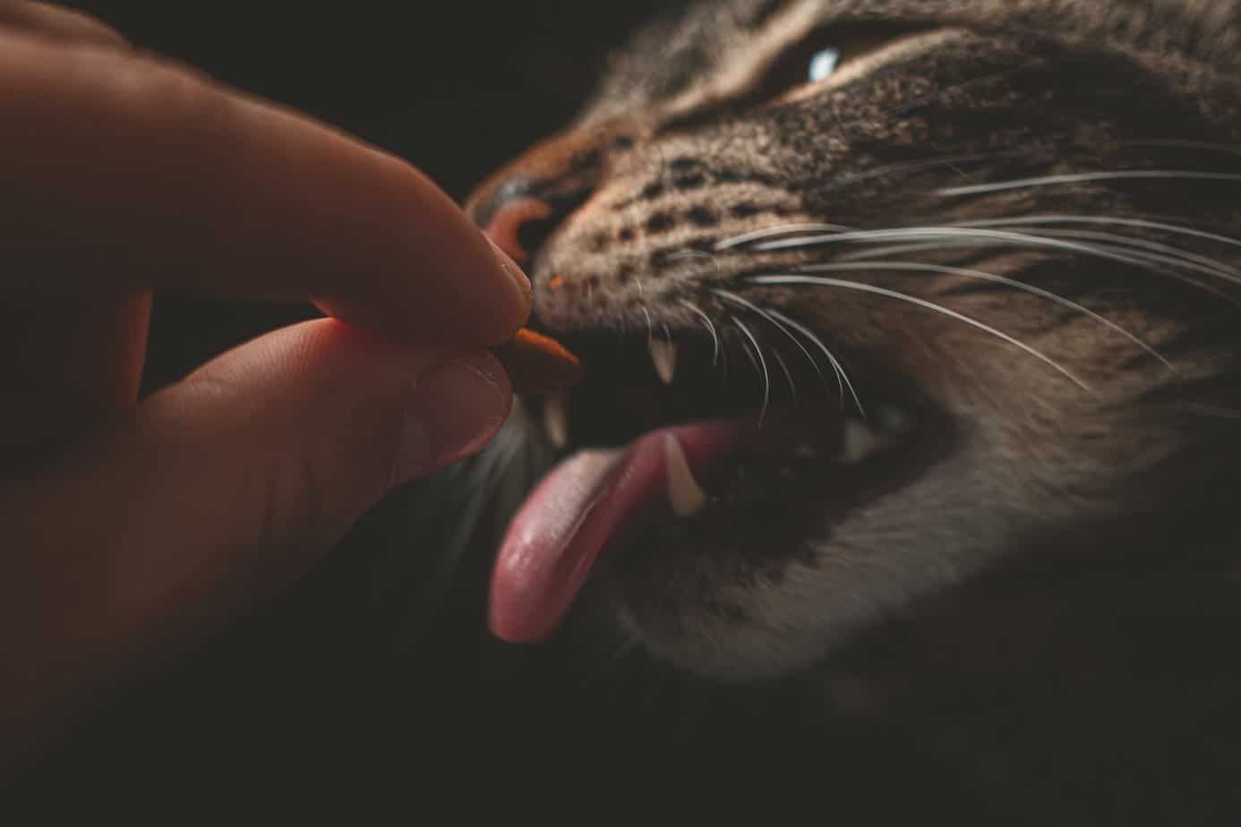 The Essential Guide to Maintaining Your Cat’s Healthy Diet